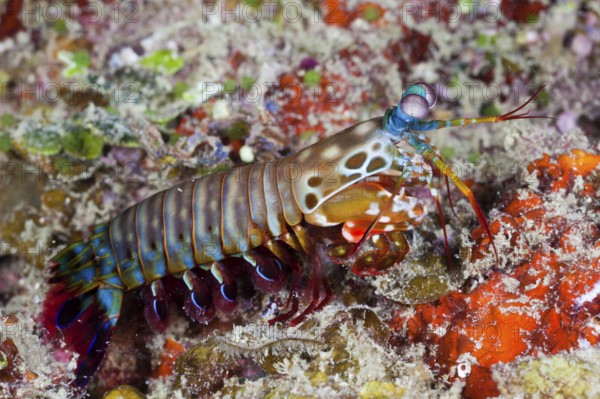 Colored Mantis Shrimp, Raja Ampat, West Papua, Indonesia (Odontodactylus scyllarus)