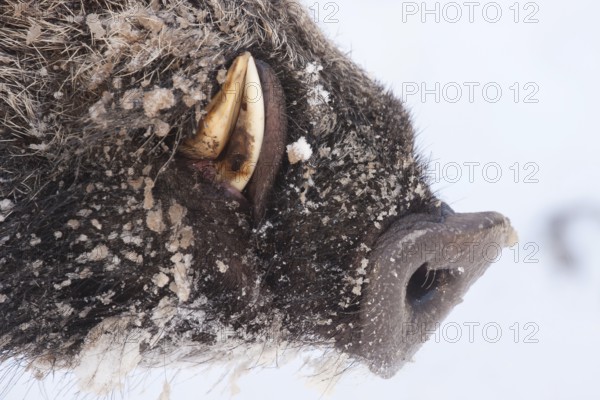 Wild boar (Sus scrofa) Keiler, Rhineland-Palatinate, Germany, Europe