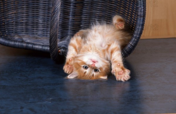 Norwegian Forest Cat, kitten, 6 weeks old