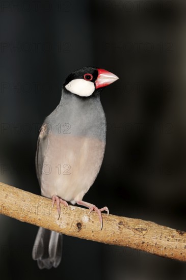 Javanese java sparrow (Padda oryzivora)