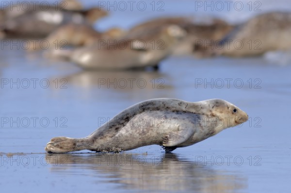 Common harbor seal (Phoca vitulina), juvenile, Helgoland, Schleswig-Holstein, lateral, Germany,