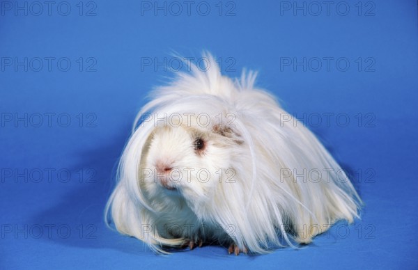 Peruvian guinea pig, white