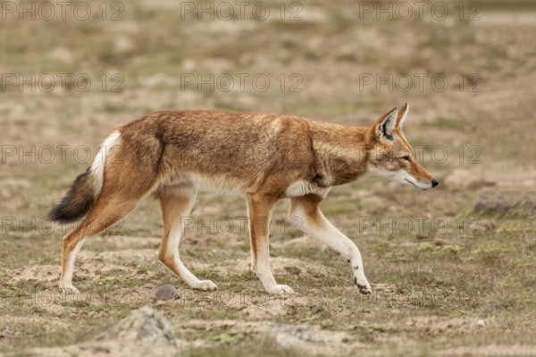 Ethiopian wolf (Canis simensis), Bale Mountains ethiopian wolf, Ethiopia, Africa