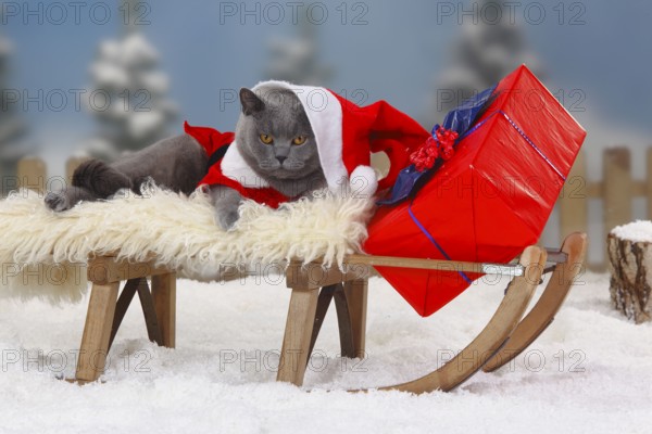 British shorthair cat, blue, male, as Father Christmas, Carthusian, BKH