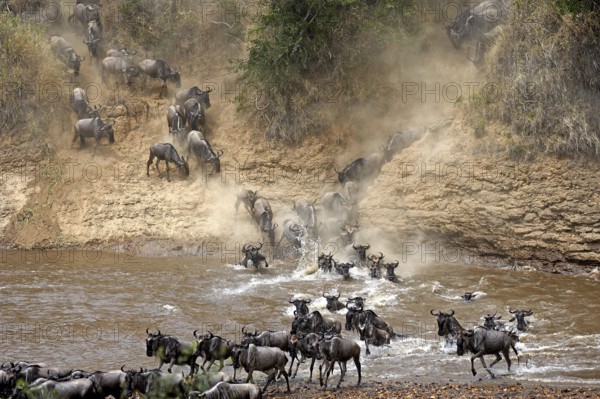 Blue Wildebeest (connochaetes taurinus), Herd migrating, Crossing Mara River, Masai Mara Park in