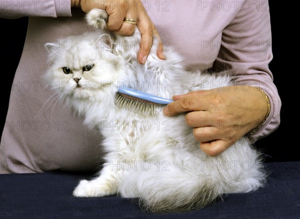 Woman Grooming a White Persian Domestic Cat, Brush