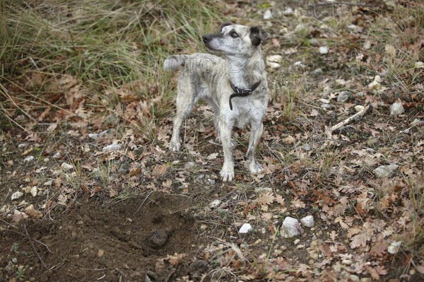 TRUFFLE DOG, TRUFFLE GATHERING IN DROME IN FRANCE