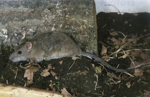 BROWN RAT (rattus norvegicus), FRANCE
