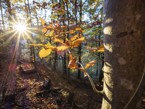 Autumn atmosphere, sunbeams, autumn leaves on a branch, forest floor covered with leaves, Leoben,