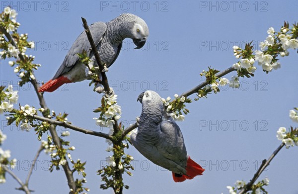 African Grey Parrot (psittacus erithacus), Adults in Blooming Tree