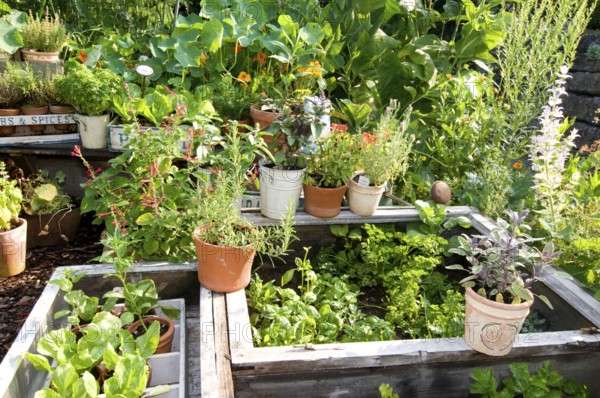 Garden with herbs