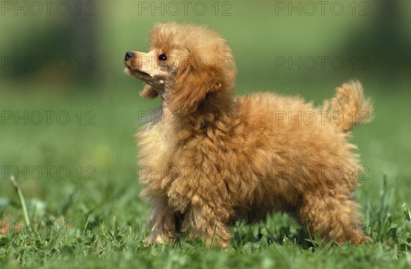 ABRICOT DWARF POODLE, MALE STANDING ON GRASS