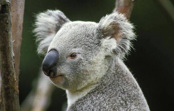 Koala (phascolarctos cinereus), Portrait of Adult, Australia, Oceania