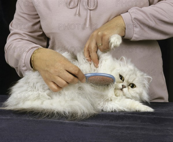 GROOMING OF WHITE PERSIAN DOMESTIC CAT