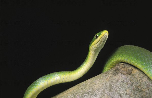 Green Snake, opheodrys major, Adult standing on Branch against Black Background