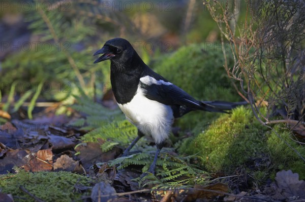 Black Billed Magpie or European Magpie (pica pica), Adult calling, Normandy