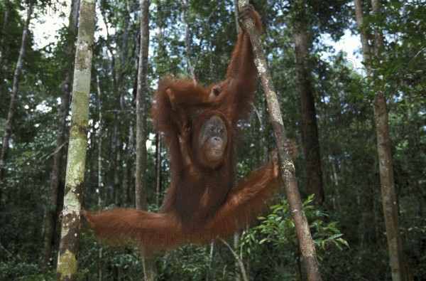 ORANG UTAN, FEMALE HANGING FROM BRANCH, BORNEO (pongo pygmaeus)