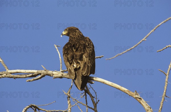 GREATER SPOTTED EAGLE (aquila clanga), ADULT ON BRANCH AGAINST BLUE SKY