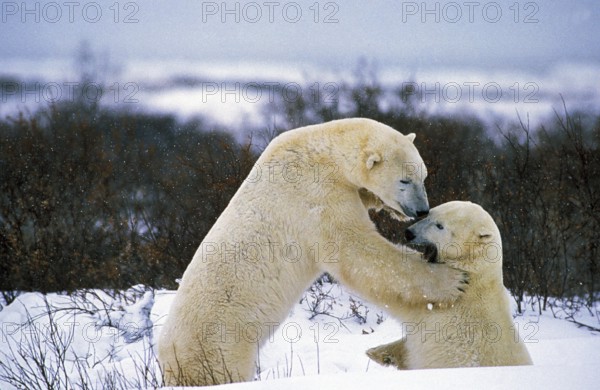 Polar Bear (thalarctos maritimus), Adults fighting, Churchill in Manitoba, Canada, North America