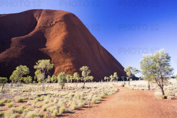 The southern face of Uluru on the Kuniya walk on a clear winter#39, s afternoon in the Northern