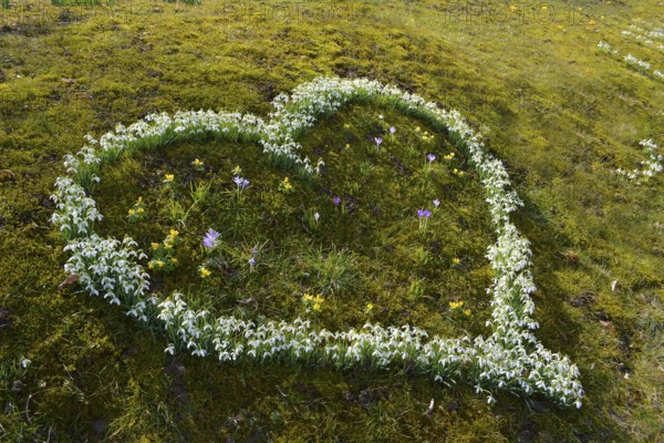 Snowdrops in the Garden Flowering Snowdrops in Heart Shape Flowering, Heart