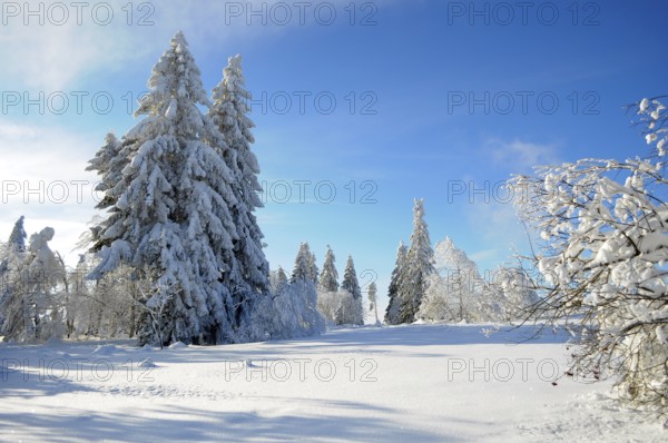 Black Forest, Black Forest in winter, spruce forest, Black Forest High Road, snowy landscape, at