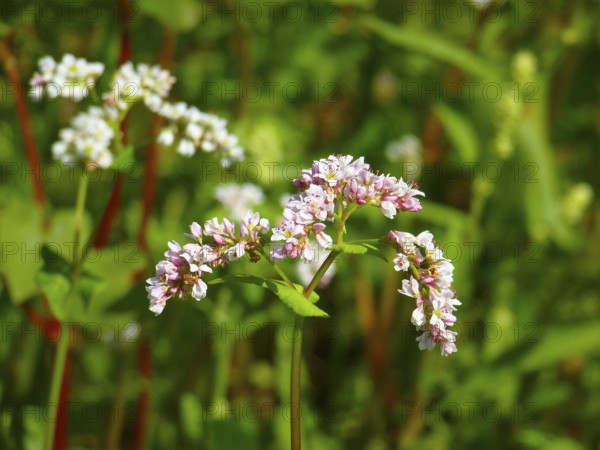 Buckwheat flowering in the field