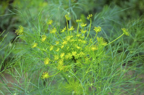Fennel (Foeniculum vulgare) flowering, Fennel