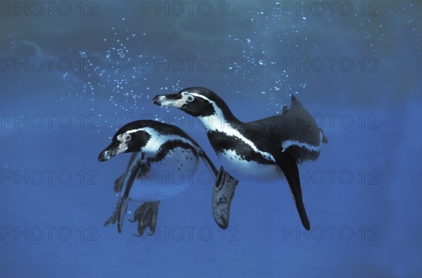 Humboldt Penguin (Spheniscus humboldti)