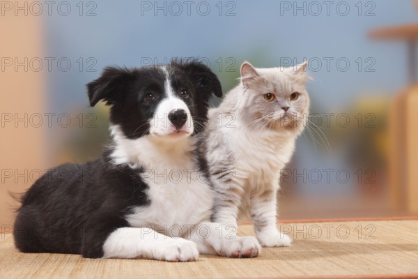 Border collie, puppy, 13 weeks, and British longhair, lilac-white, British longhair cat,