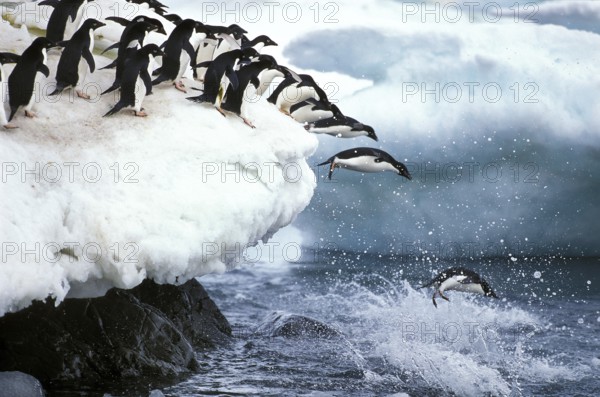 ADELIE adelie penguin (pygoscelis adeliae), GROUP SPRINGS INTO THE WATER, PAULET ISLAND IN