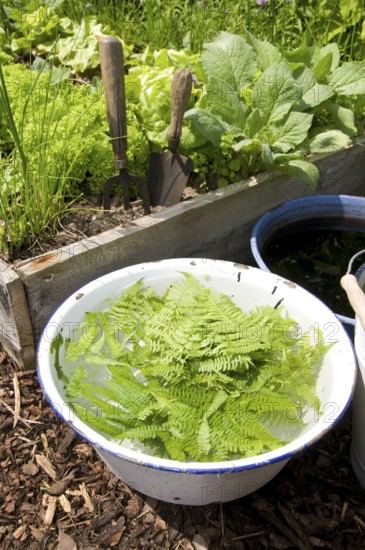 Herbal manure with goose fern (Dryopteris filix-mas), liquid manure