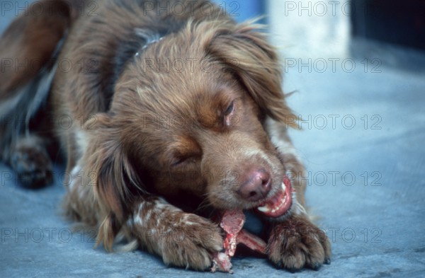 Mixed Breed Dog, eating bone, Mixed Breed Dog, eating bone