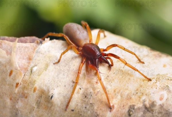 Spider (Dysdera crocata) with large chelicerae on tree bark