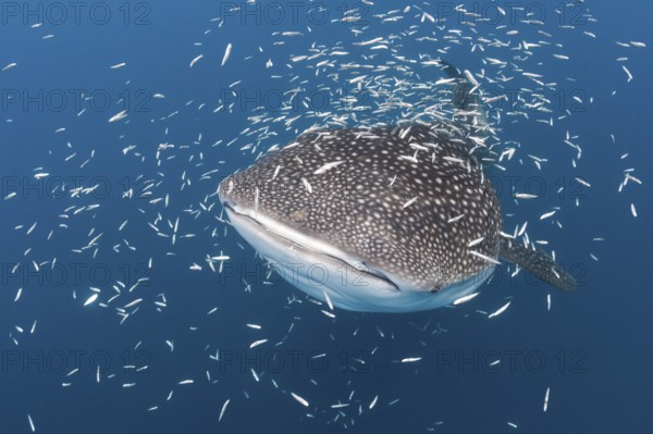 Whale Shark (Rhincodon typus), Cenderawasih Bay, West Papua, Indonesia, Asia