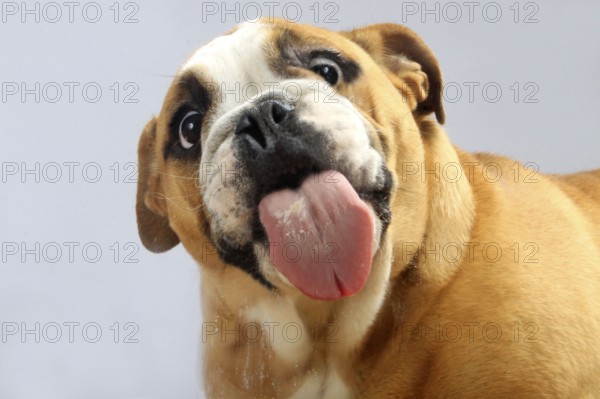 English Bulldog licked pane, glass pane, lick, tongue