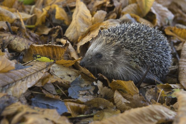 European hedgehog in autumn, Lower Saxony, Germany, Europe