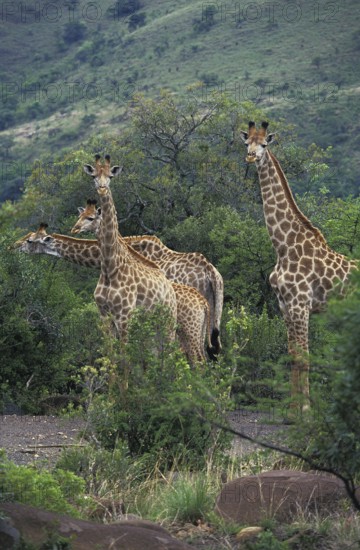 Rothschild's Girafe (giraffa camelopardalis rothschildi), Herd in Kenya