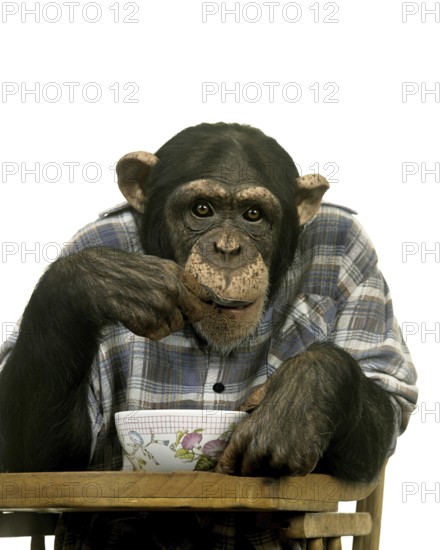 Chimpanzee (pan troglodytes) eating Breakfast