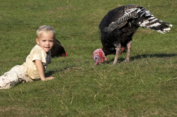 Boy with Male Turkey and Hen, Normandy