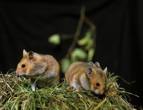 Golden Hamster (mesocricetus auratus), Adults standing on Grass