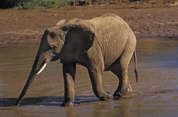 AFRICAN ELEPHANT (loxodonta africana), FEMALE CROSSING RIVER, SAMBURU PARK IN KENYA