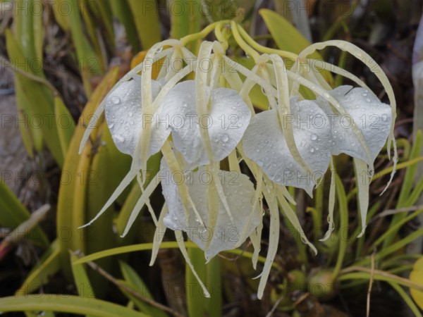 Orchid (Brassavola nodosa), Corozal district, Belize, Central America
