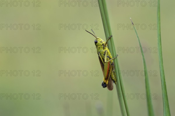 Large marsh grasshopper (Stethophyma grossum), sitting on blade of grass, Murnauer moss nature