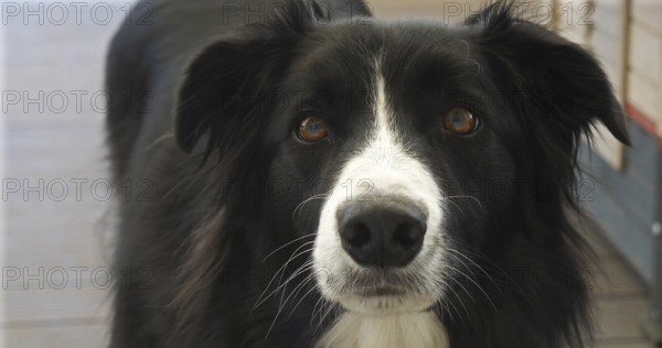 Border Collie Dog near its Dog House, male, Picardy in France