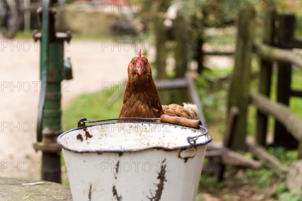 A chicken peeping over a bucket, Mecklenburg-Western Pomerania, Germany, Europe
