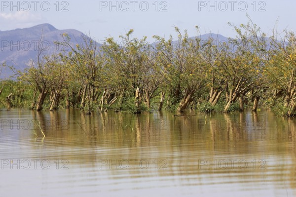 Balsa wood tree, aeschynomene elaphroxylon, Lake Baringo in Kenya