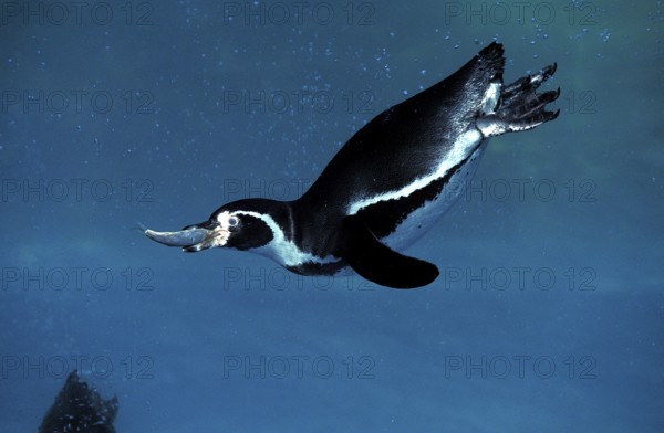 Humboldt Penguin (spheniscus humboldti), Adult fishing, with Fish in Beak
