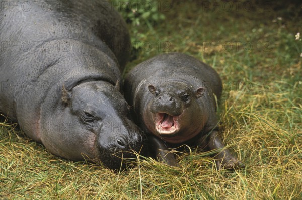 Pygmy Hippopotamus (choeropsis liberiensis), Female with Young Sleeping