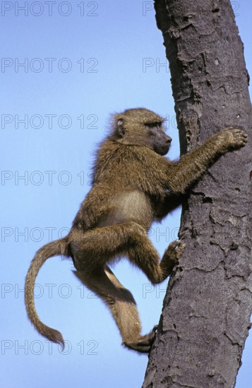Olive baboon (papio anubis), male climbing on tree trunk, Masai Mara Park in Kenya